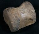 Pachycephalosaurus Tail Vertebrae - Montana #10447-1